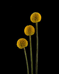 Three Craspedia flowers on black background