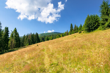 Fototapeta na wymiar meadows on the hill of mountain in summer. idyllic landscape on a sunny day. beech and spruce trees around the wide glade