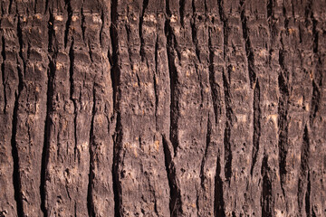 old wood background