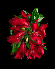 Red lilies of the inkas on black background