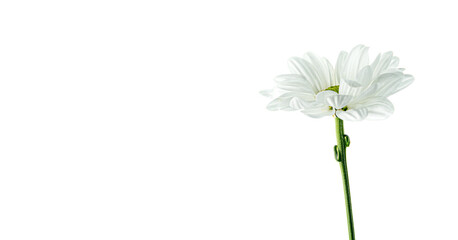 Single camomile posing on white background