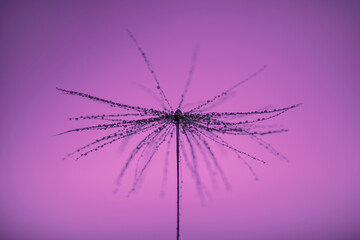 Dandelion with water droplets on purple background