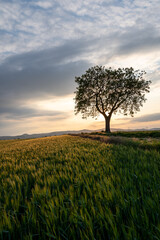 Baum im Feld bei Sonnenuntergang Hochformat