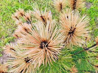 rust on needles (change of color of needles on a pine), disease of evergreen plants, close plan