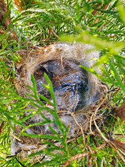 Baby birds in the nest birds and mistle thrushes. birds made a nest in thuja