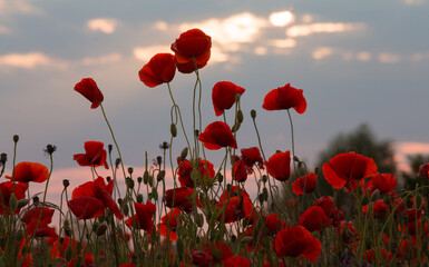 poppy farm