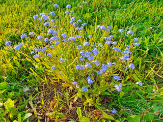 Forget-me-not MYOSOTIS (Niezapominajki, wu wangwo), a bush of flowers grows in the grass © Igor Pirozhkov