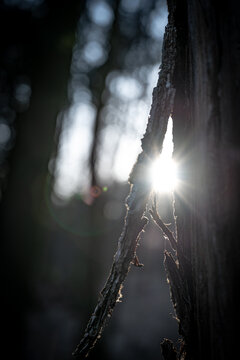 Lichtspalt im Holz