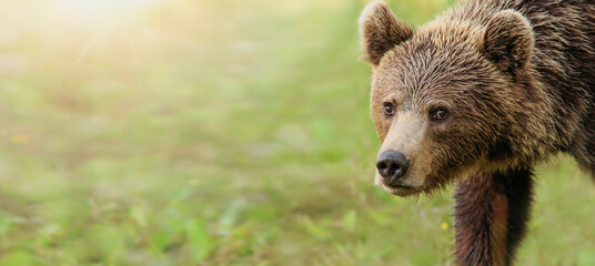 Obraz premium Brown Bear, (Ursus arctos), on the green meadow with copy space. Wide panoramic banner of wild Young bear. Dangerous animal.