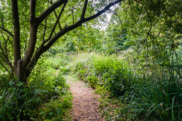 Fototapeta na wymiar Morden, England, United Kingdom - 9 June 2015: path in the woods. Families enjoy a day at the National Trust's Morden Hall Park gardens and parklands open, free of charge