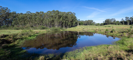 Reflection of trees in water