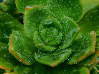 leaf succulent with water drops