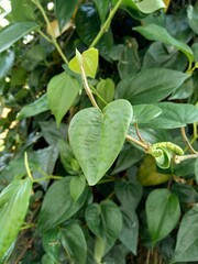 Close up betel (Piper betle) with natural background. Betel leaf is mostly consumed in Asia, as betel quid or in paan, with areca nut and tobacco