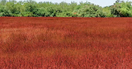 Vibrant Red Field Arizona Landscape 
