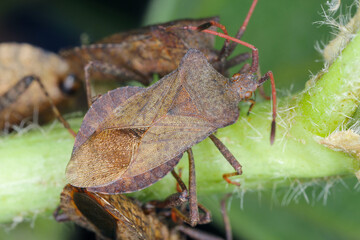 Gonocerus acuteangulatus on Hollyhock plant. It is a herbivorous species of true bug in the family Coreidae. It is commonly known as the box bug.