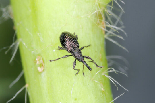 Aspidapion radiolus on hollyhock plant. It is beetle from family Apionidae, pest of hollyhock.