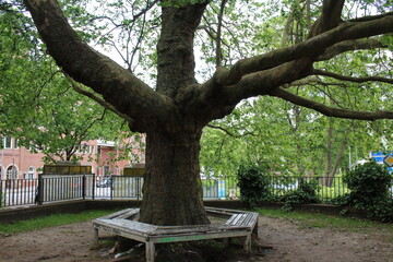 a Big tree with huge branches as a nice background