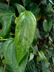 Close up betel (Piper betle) with natural background. Betel leaf is mostly consumed in Asia, as betel quid or in paan, with areca nut and tobacco