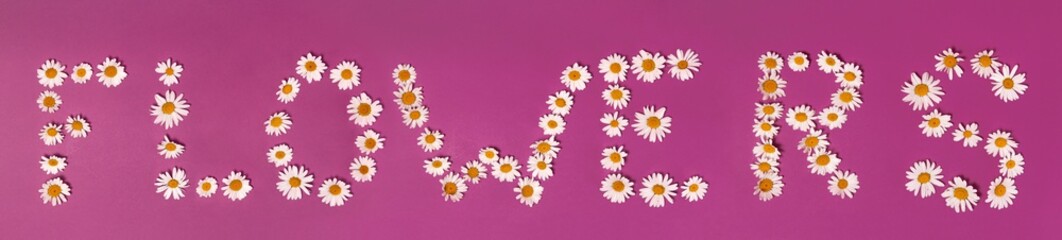 the word "flowers" is laid out of chamomile flowers on a pink background