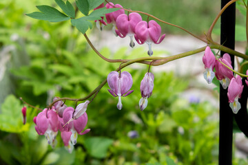 A beautiful and delicate springtime  bleeding heart