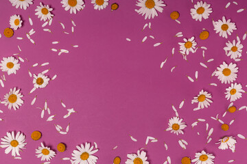 flower background with chamomile flowers on a pink background with copy space