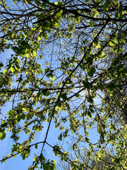 autumn leaves against blue sky