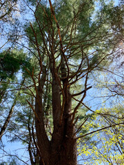 trees and sky