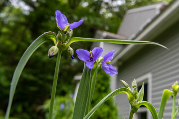 A beautiful and delicate springtime  spiderwort