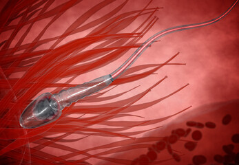 sperm. Spermatozoons, floating to ovule. egg cell - 3d render