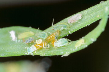 Collony of Willow carrot aphid (Cavariella aegopodii ) on dill.