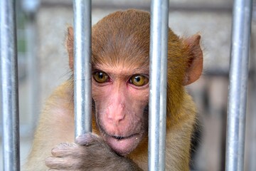 Monkey in captivity holding metal bars