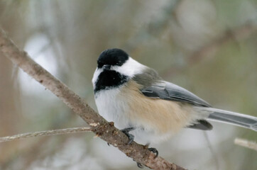 Black-capped Chickadee perched on a tree branch