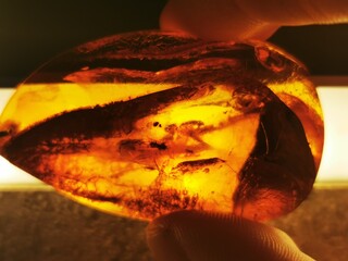 Baltic amber. Close-up photo