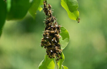 Small bee swarm on the tree