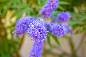 Obraz premium Purple flower 