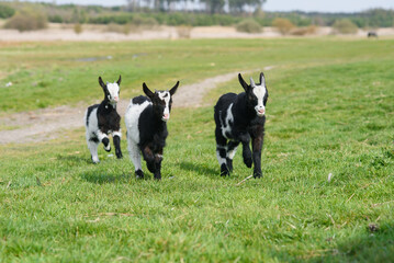 Three goat kids grazing on meadow, wide angle close photo with backlight sun.
