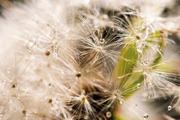 Beautiful background of common dandelion seeds covered with drops of water. Macro view