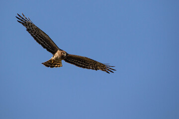 Lord of the sky, Falcon