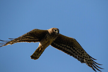 Lord of the sky, Falcon