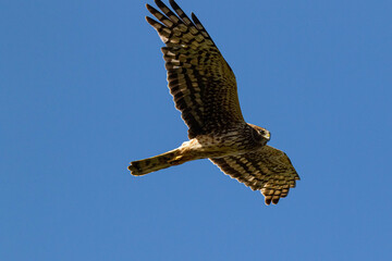Lord of the sky, Falcon