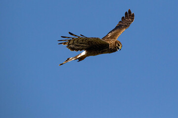 Lord of the sky, Falcon