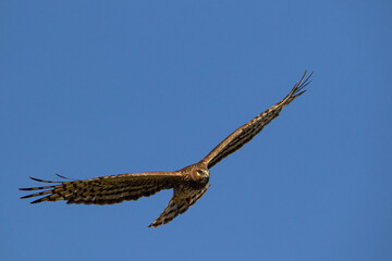 Lord of the sky, Falcon