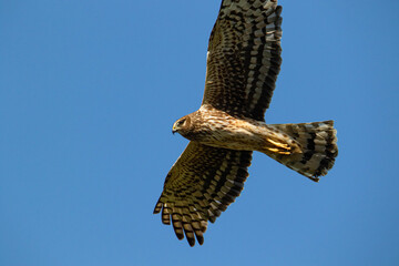 Lord of the sky, Falcon
