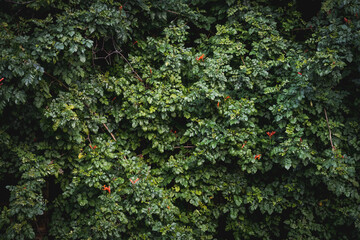 Green leaves of Cape Honeysuckle