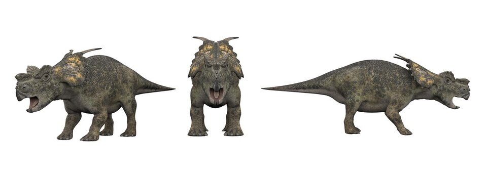 Achelousaurus. Dinosaur isolate on white