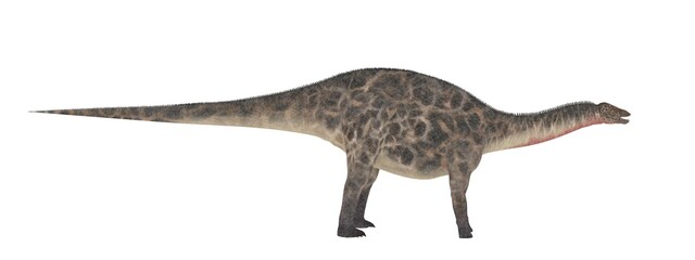 Dicraeosaurus. Dinosaur isolate on white