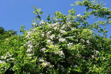 Rosa multiflora (Japanese rose) is a Rosaceae deciduous climbing shrub that produces fragrant white flowers with many long yellow stamens in early summer.