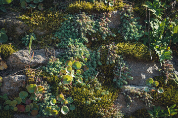 Plants of sedums and pennyworts