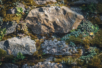 Plants of sedums and pennyworts