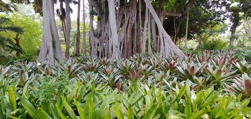 wild flowers in the forest